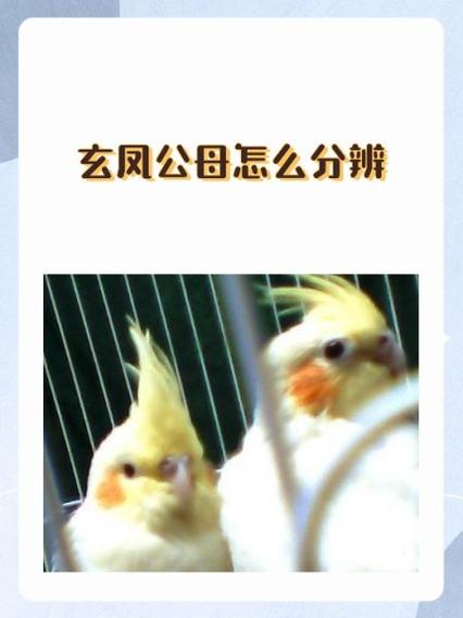 玄凤鹦鹉古铜怎么分公母的图标