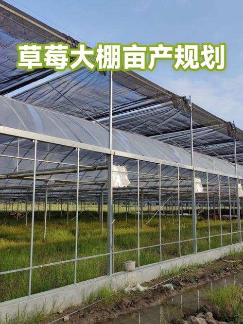 草莓大棚一亩需要多少本钱
