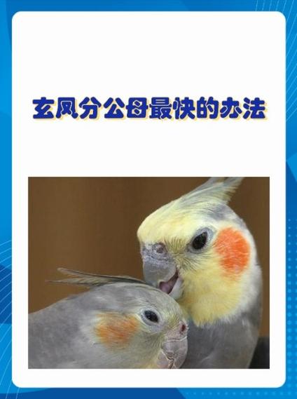 玄凤鹦鹉公母哪个亲人图标