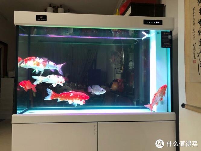 鱼缸黑底白背景的优缺点图标