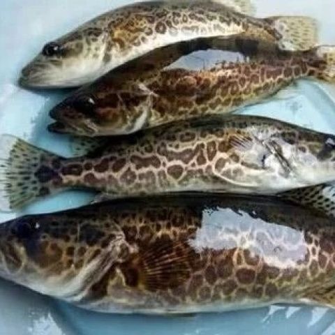没杀的鱼死一晚上能不能吃