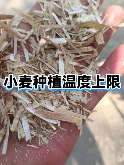 种小麦温度多少度最合适图标