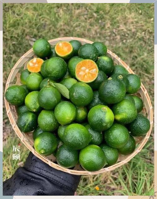 新鲜小青桔的功效与作用缩略图
