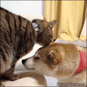 卿卿的猫作品集txt百度网盘图标
