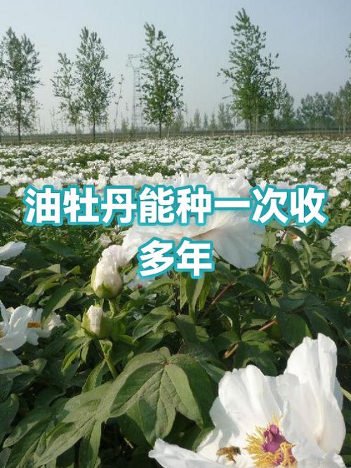 牡丹柔润油有什么功效和作用图标
