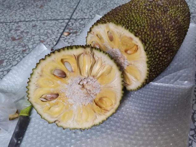 菠萝蜜脆的是没熟吗