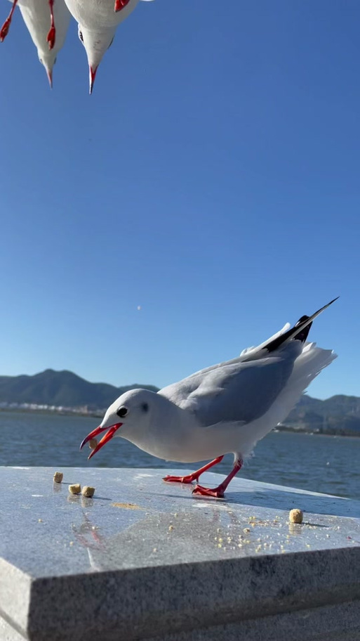 海鸥的叫声是什么声音缩略图
