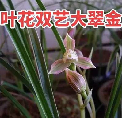 翠晶红轮和风火轮的区别缩略图