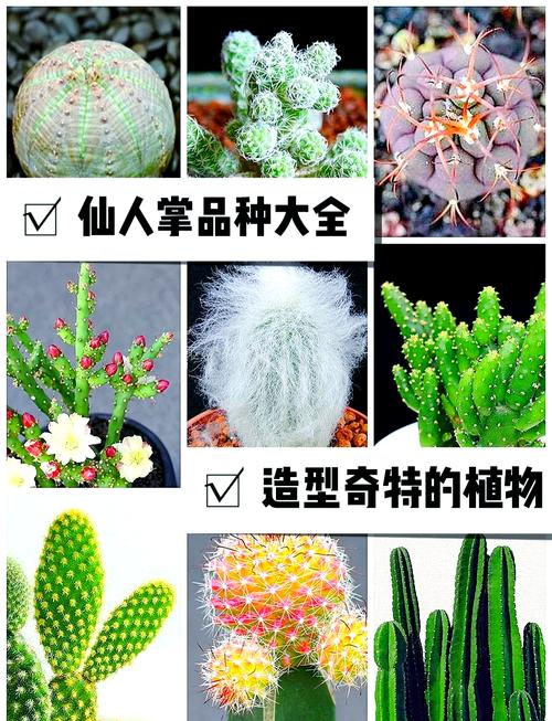仙人掌种类游戏截图