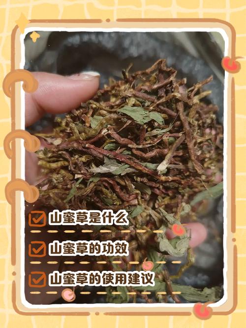 山蜜草泡水喝的功效与作用缩略图