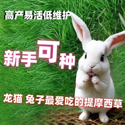 仓鼠喂了南爪还需要喂提摩西草吗图标