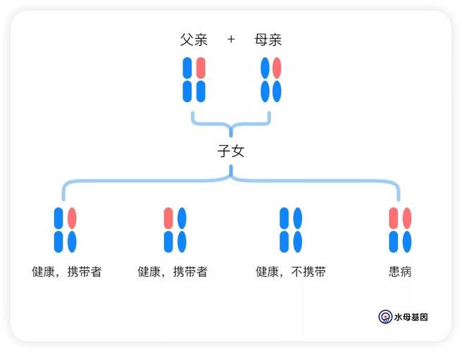父母的基因遗传给孩子的比例图标