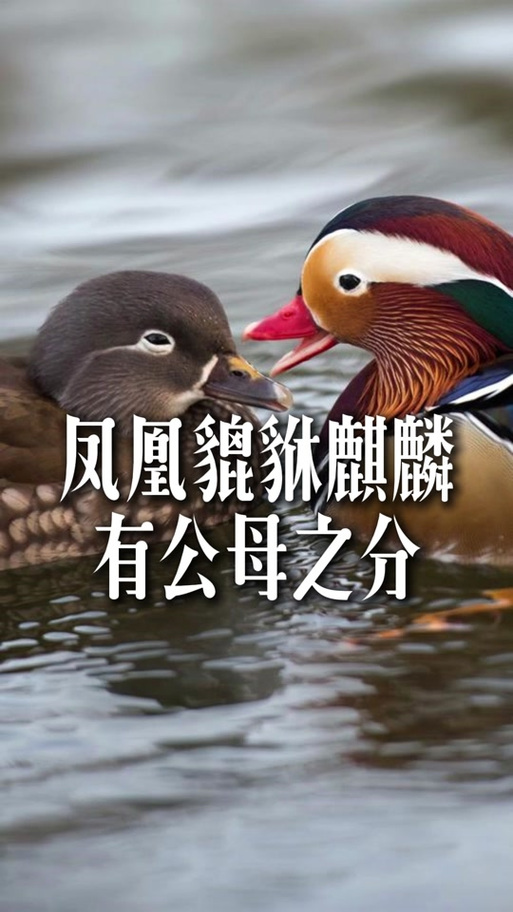 凤凰雄雌分别是什么图标