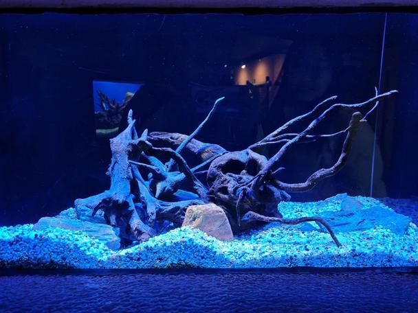 为什么水族馆挣不到钱图标