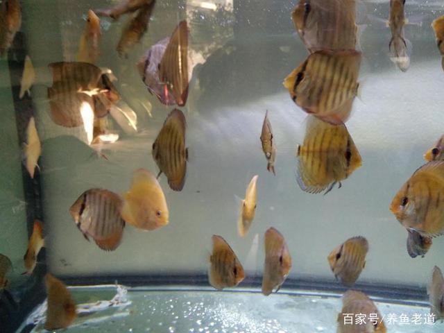 七彩神仙鱼裸缸养好还是草缸养好图标