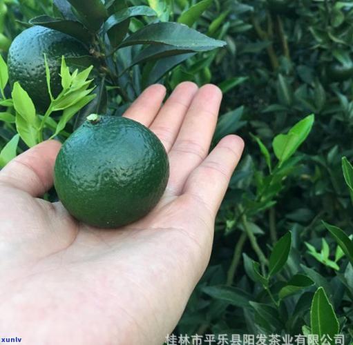 新会小青柑功效与作用缩略图