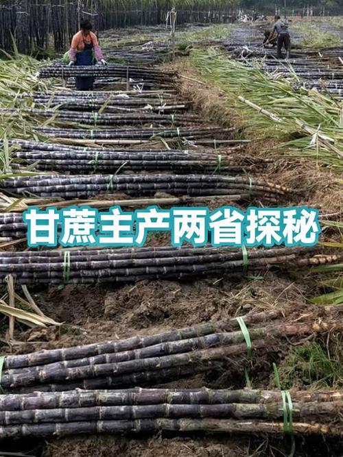 附近哪里有甘蔗批发市场