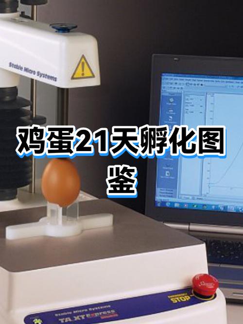 鸡蛋人工孵化过程步骤