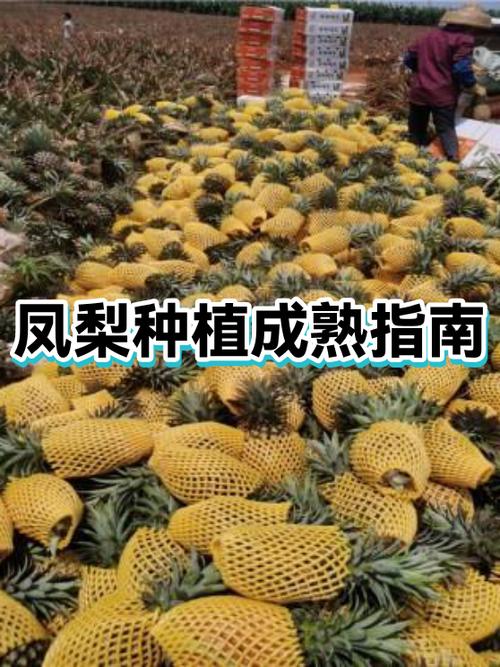树菠萝成熟的表现图片缩略图