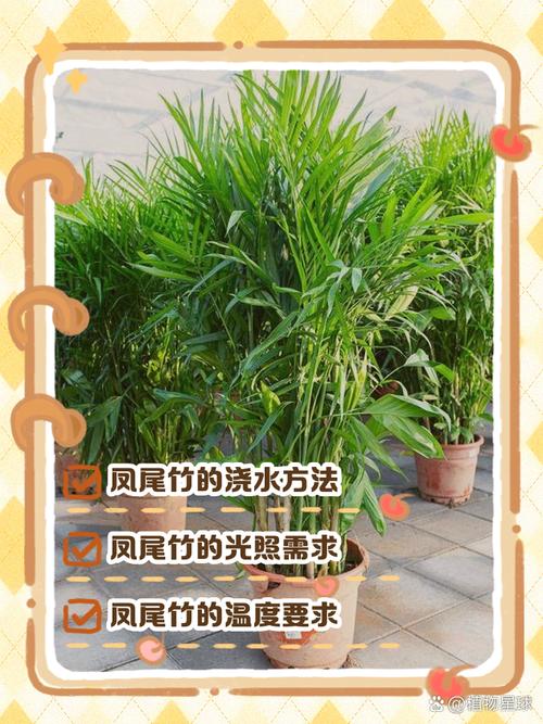 凤尾竹养殖方法和注意事项缩略图
