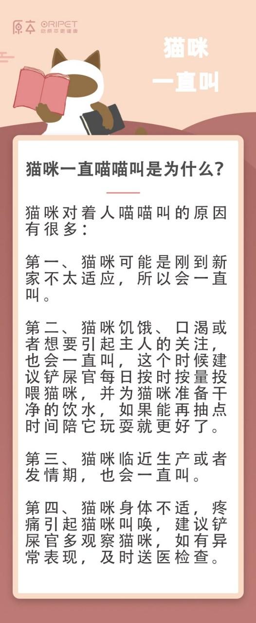 小猫一直叫怎么办