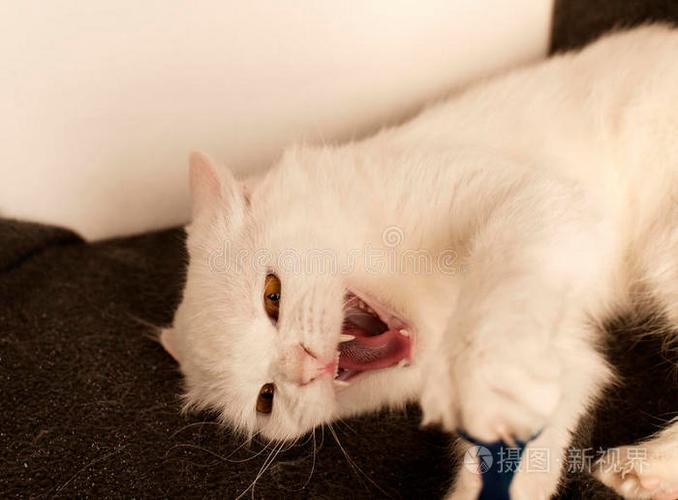 猫视界突然不能用了,但是有声音的解图标