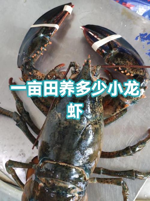 养殖龙虾一亩需要投资多少钱缩略图