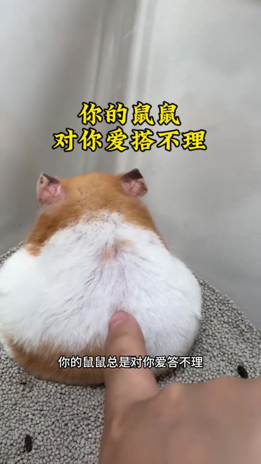 仓鼠突然不活泼了了怎么办缩略图