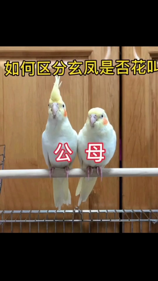 玄凤鹦鹉公母哪个好