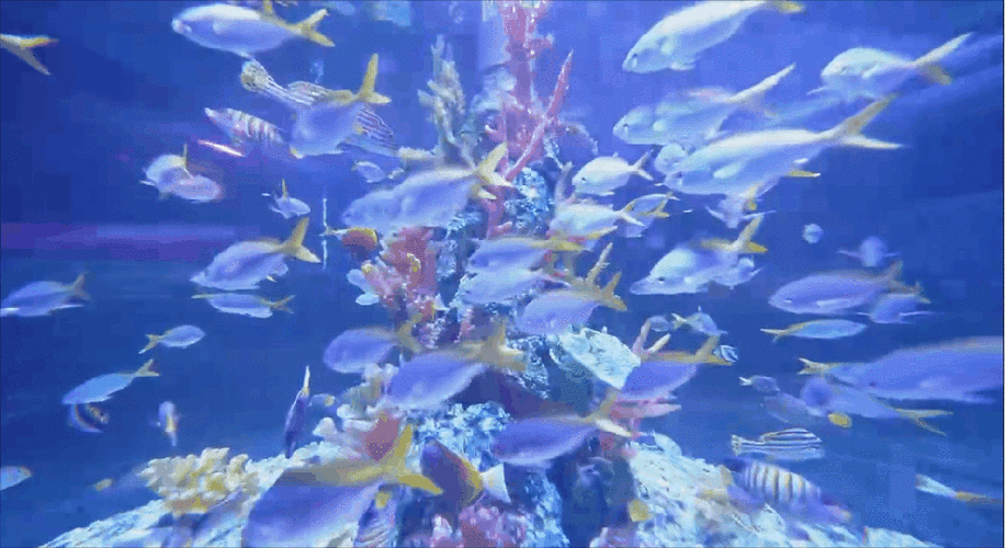 水族馆动态壁纸汉化版图标