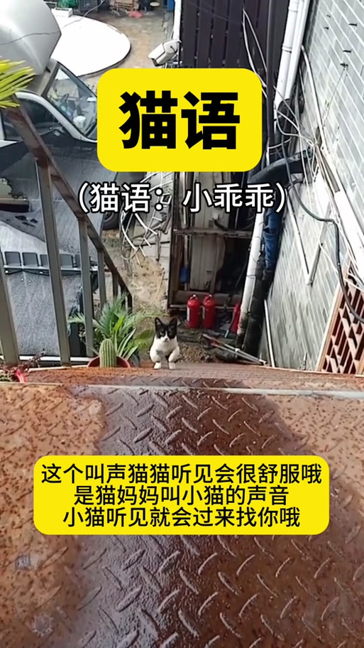 母猫召唤小猫的叫声音频缩略图