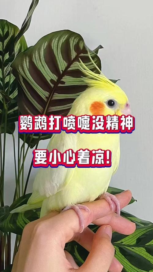 鹦鹉着凉了能自愈吗缩略图