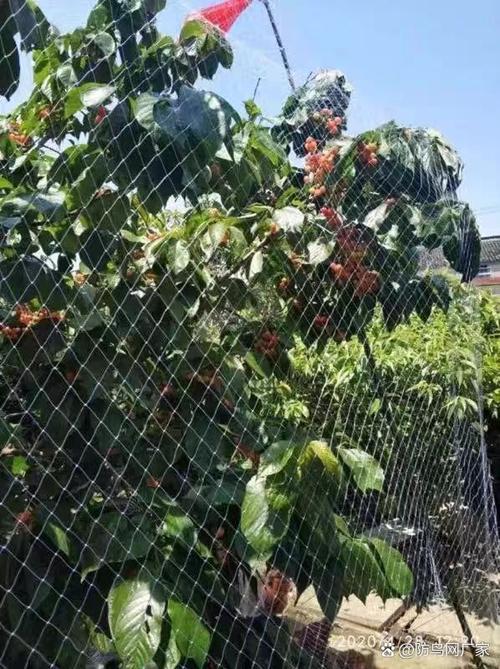 防鸟网尺寸一览表缩略图