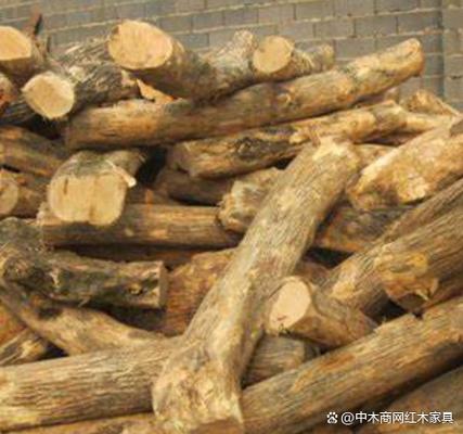 黄杨木的优点和缺点