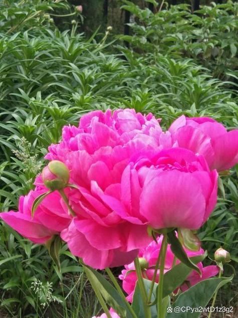 牡丹几月开花哪个季节