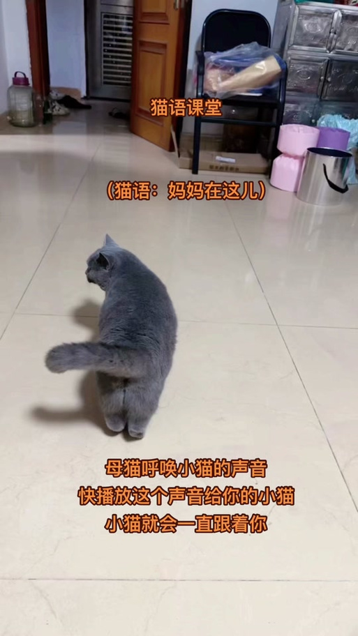 母猫叫声唤小猫录音缩略图