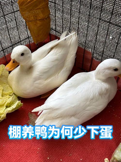 十个养鸭九个亏的原因