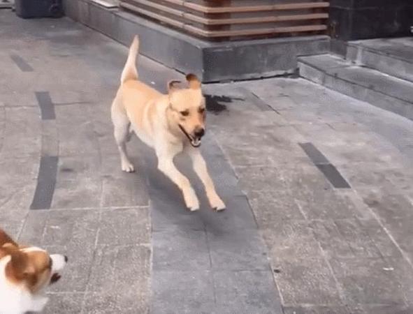 狗狗像疯了一样满屋跑