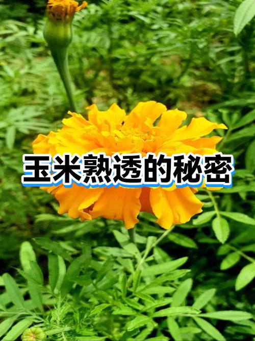 菠萝蜜不香就是没熟吗