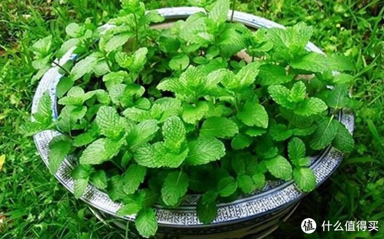 薄荷是什么暗语缩略图