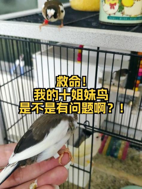 孩子养小鸟的好处和坏处图标