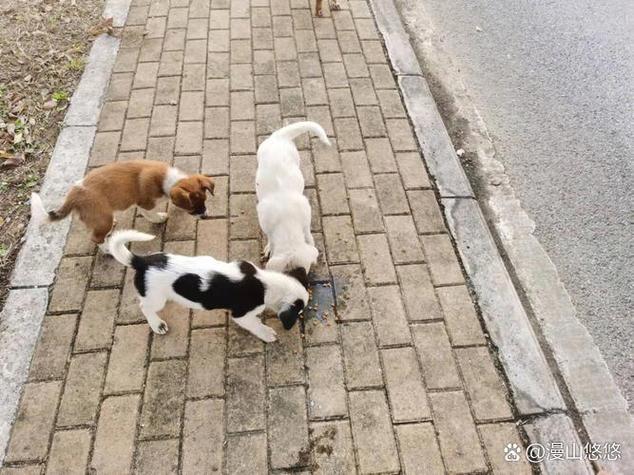 《饲养邻居》电影完整版加拿大图标