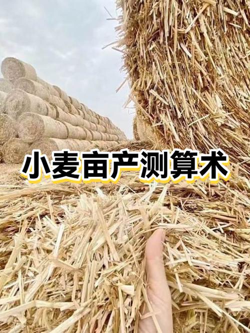 斤棵豆151亩产多少斤