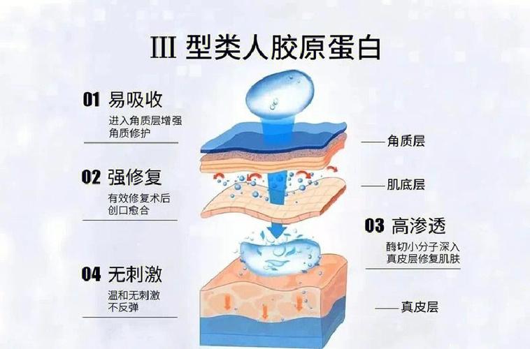 重组三型胶原蛋白的功效与作用