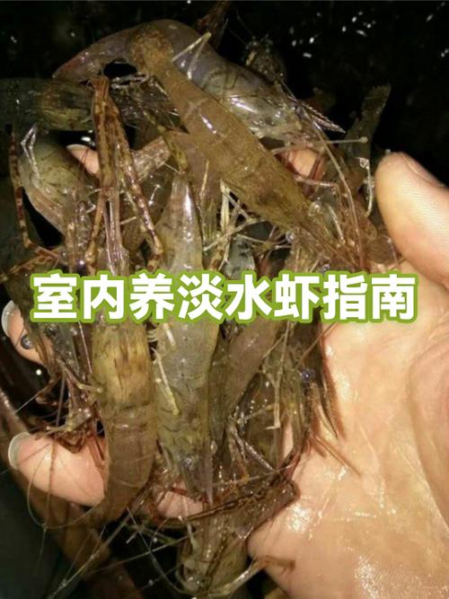 淡水养虾需要什么条件和技术图标