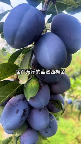 西梅亩产量一般多少斤缩略图