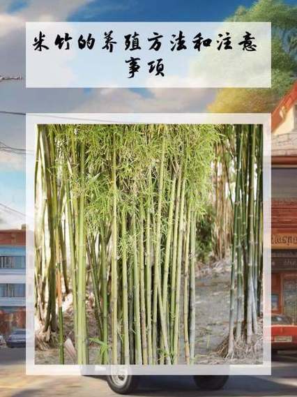 米竹的养殖方法和注意事项游戏截图