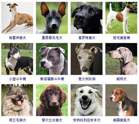 大狗品种大全及图片图标