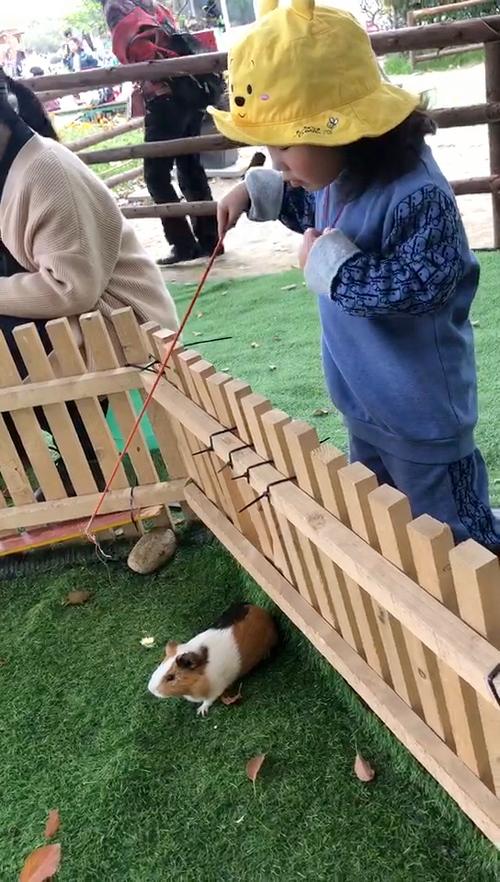 钓仓鼠项目