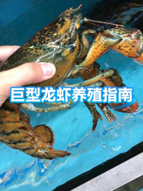 养殖龙虾需要什么条件缩略图